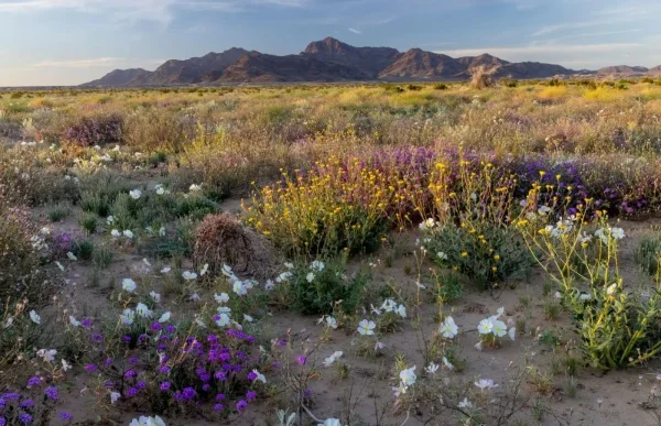 Wildflowers bloom in early spring in the proposed Chuckwalla National Monument.