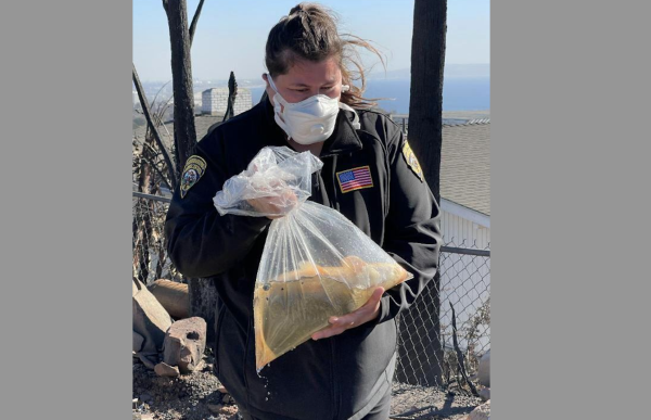 A San Bernardino Animal Services officer rescues a fish in the aftermath of the Palisades Fire.